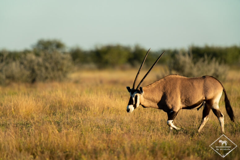 Oryx, Etosha