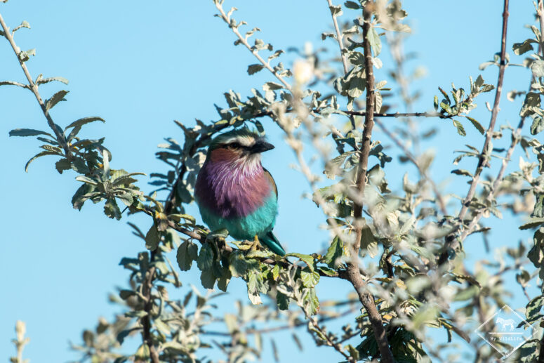 Rollier à longs brins, Etosha