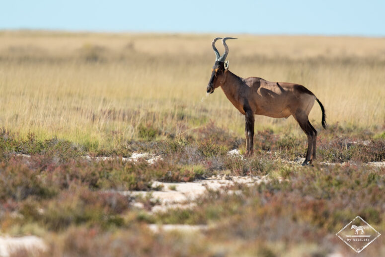 Bubale roux, Etosha