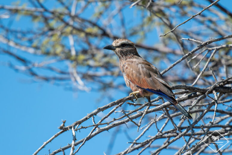 Rollier varié, Etosha