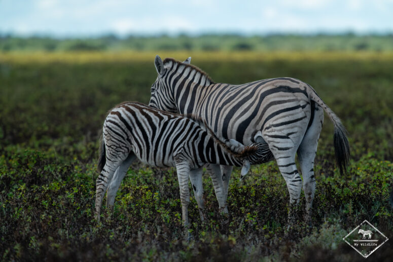 Zèbres des plaines, Etosha
