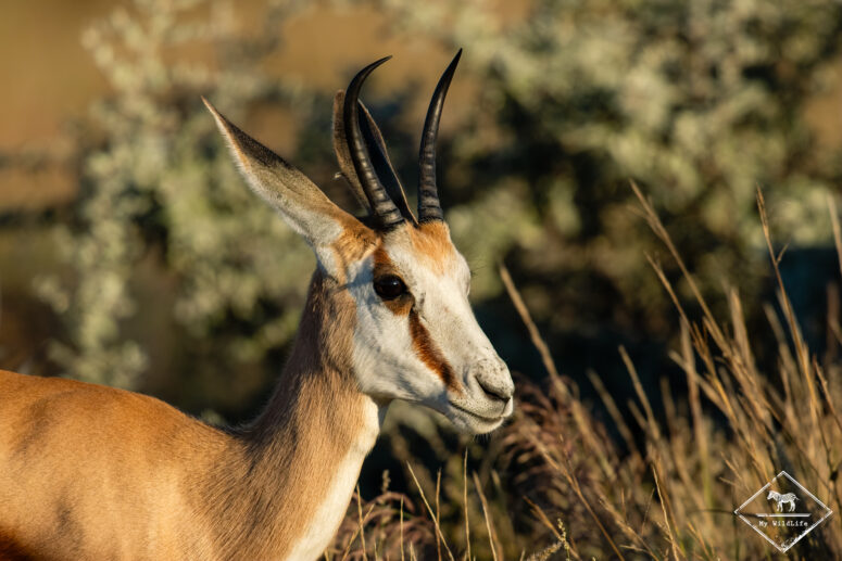 Springbok, Etosh