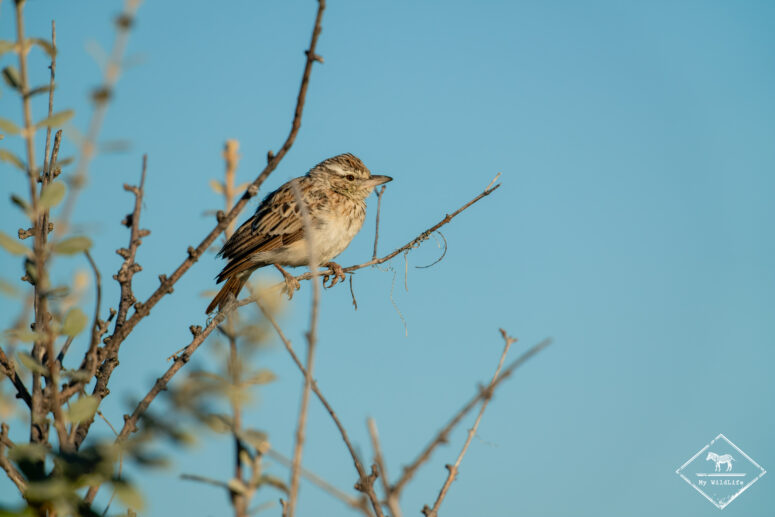 Alouette Sabota, Etosha
