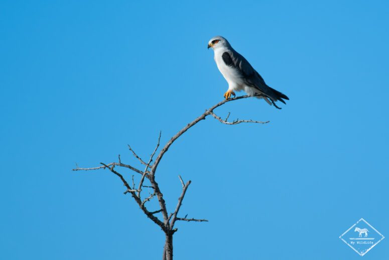 Elanion blanc, Etosha
