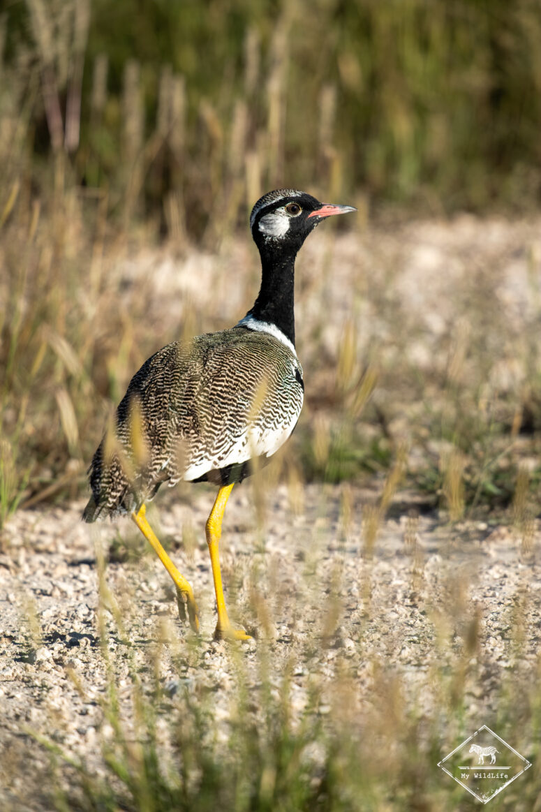 Outarde à miroir blanc, Etosha