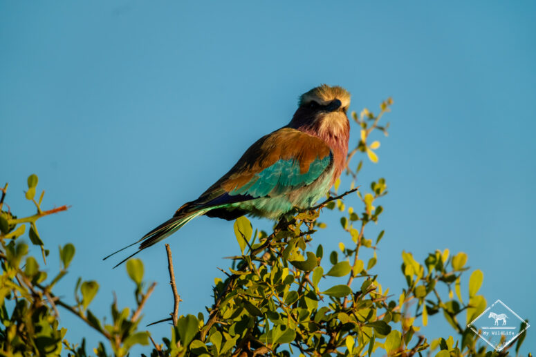 Rollier à longs brins, Etosha