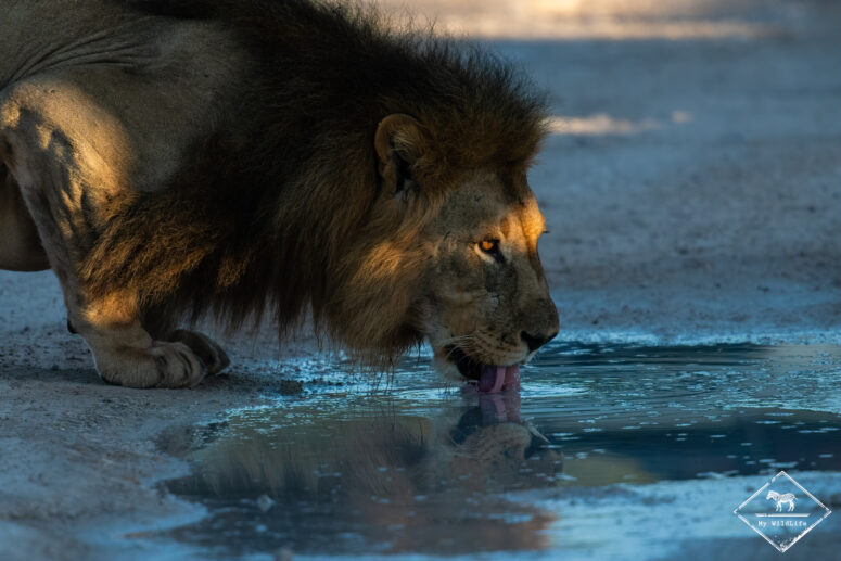 Lion, Etosha