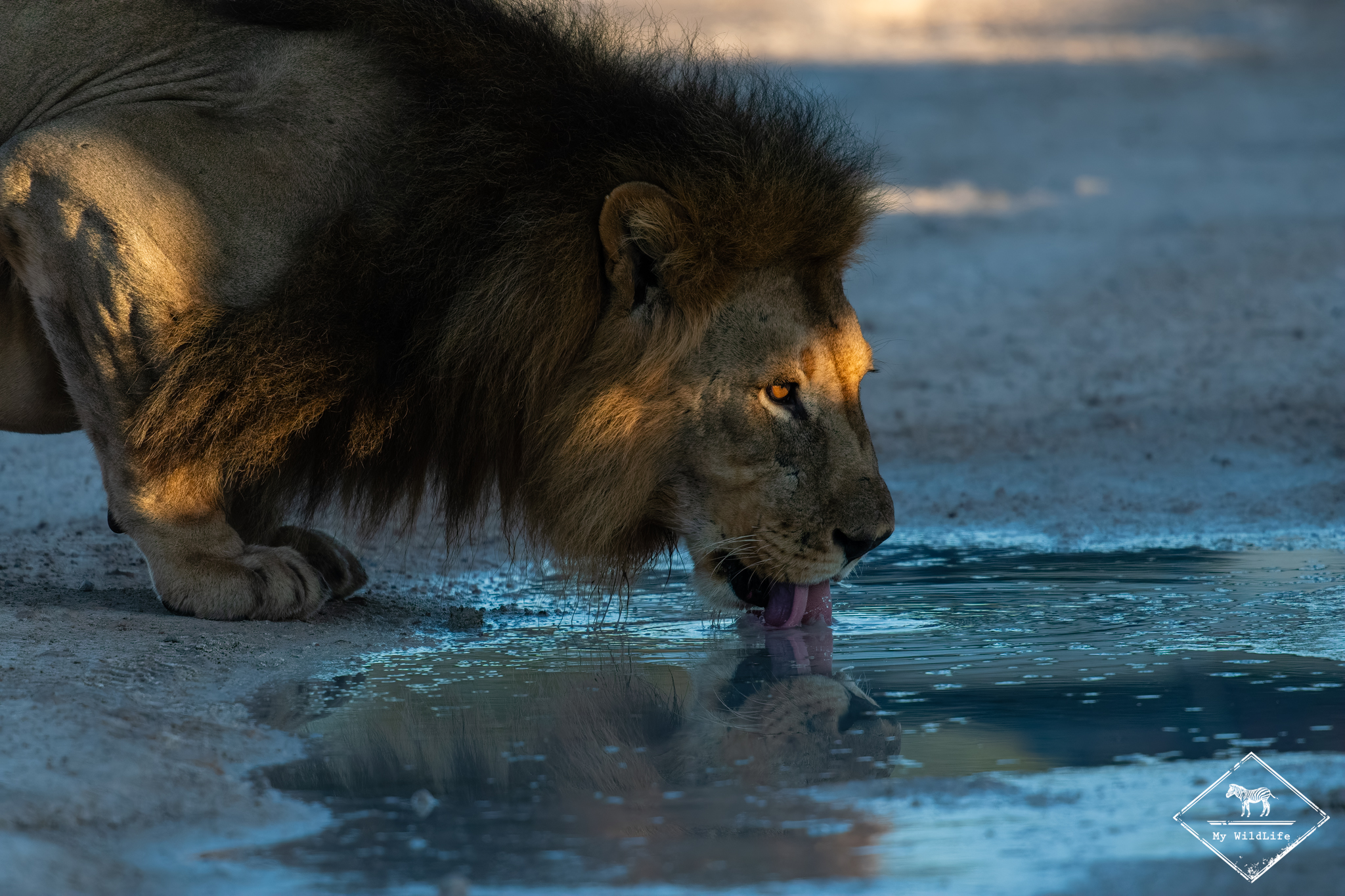Lion, Etosha