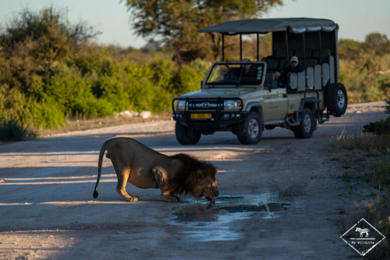 Lion, Etosha