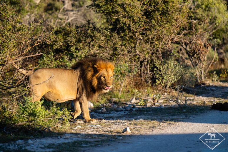 Lion marquant son territoire, Etosha