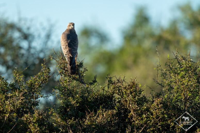 Autour chanteur, Etosha