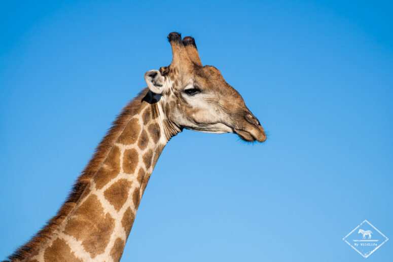 Girafe, Etosha