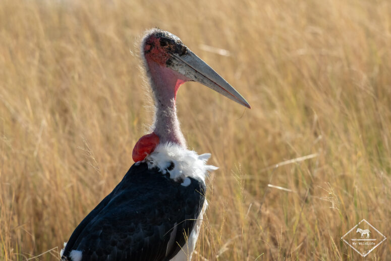 etosha j3gregoryrohart 7