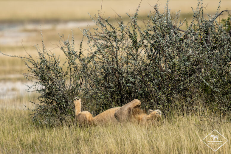 Lion endormi, Etosha
