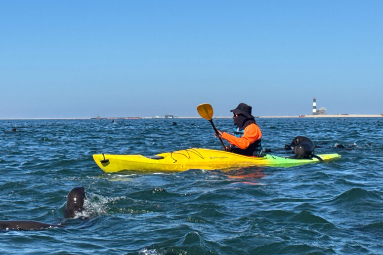 Sortie kayak avec les otaries