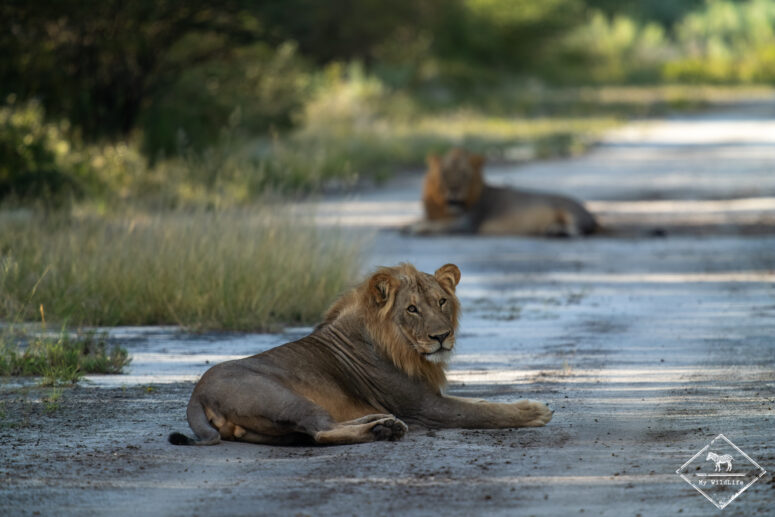 Lions, Onguma Game Reserve