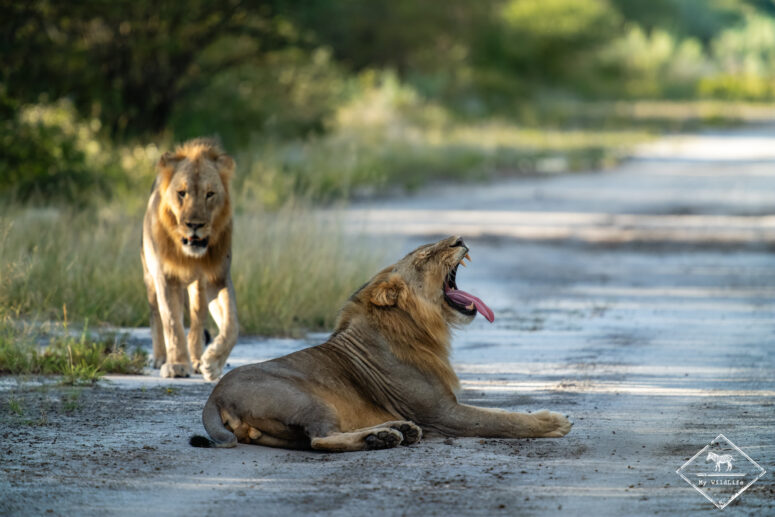 Lions, Onguma Game Reserve