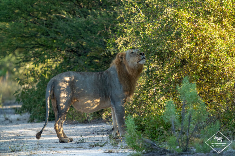 Lion marquant son territoire, Onguma Game Reserve