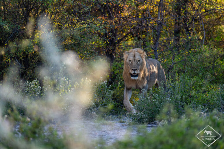 Lion, Onguma Game Reserve