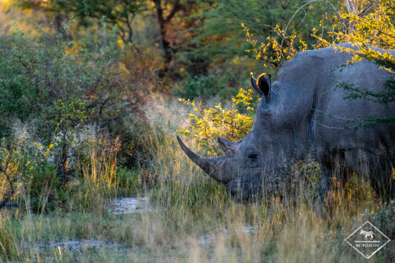Rhinocéros blanc, Onguma Game Reserve
