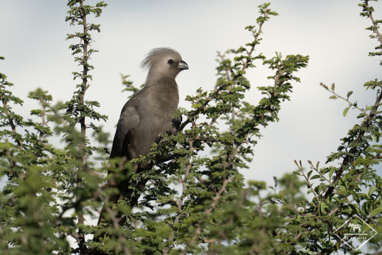 Touraco concolore, Onguma game reserve