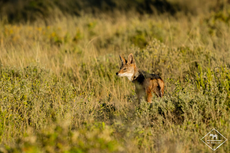Chacal à chabraque, Onguma game reserve