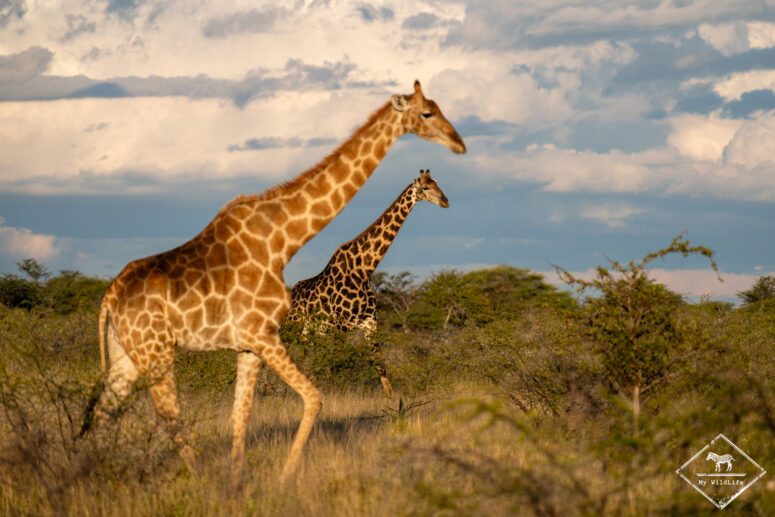 Girafes, Onguma game reserve