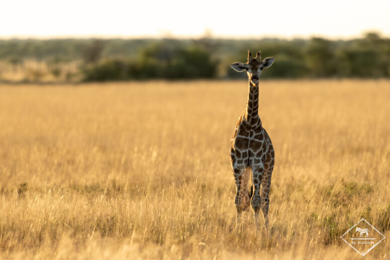 Girafon, Onguma game reserve