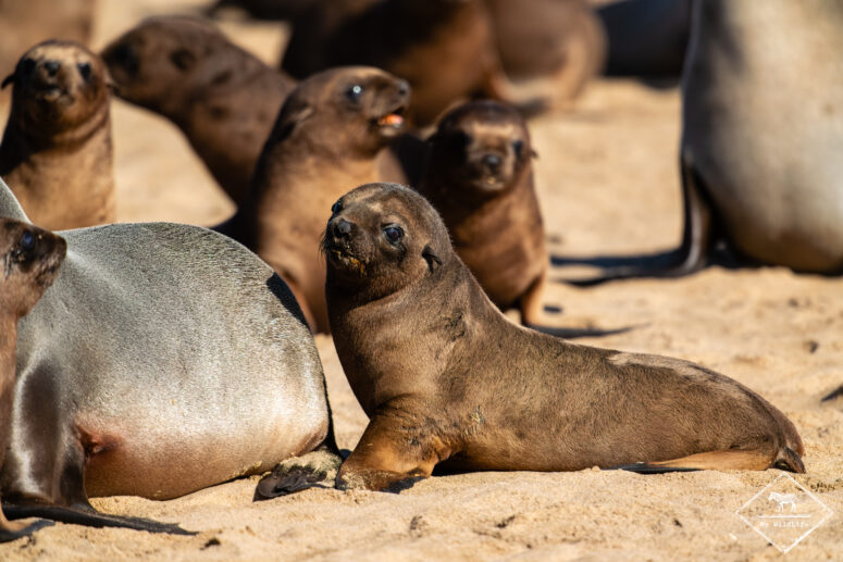 Otaries à fourrure du Cap