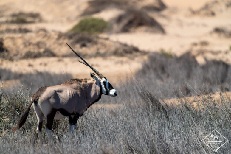 Oryx, désert du Namib