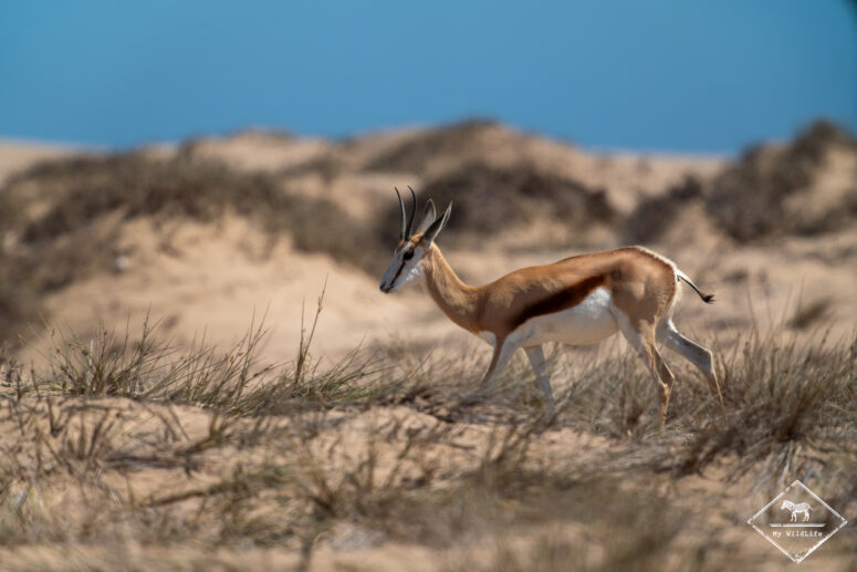 Springbok, désert du Namib