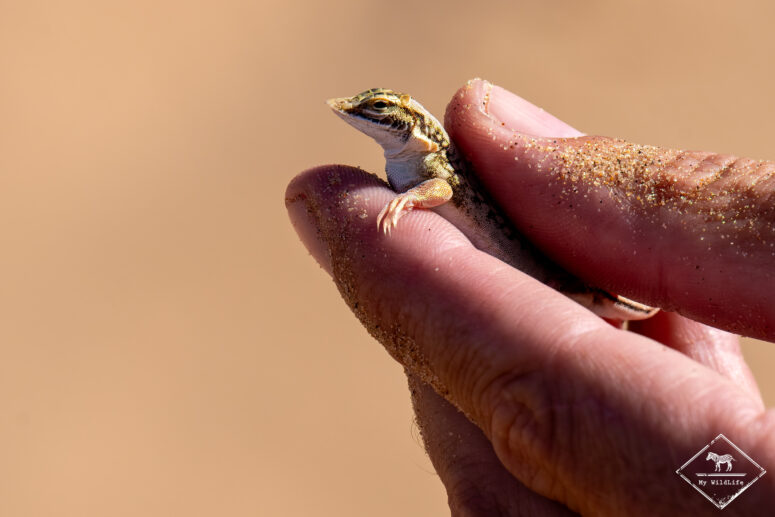 Lézard des sables, désert du Namib