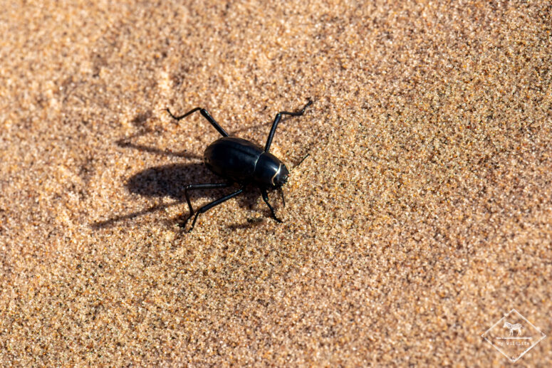Trachylepis acutilabris, désert du Namib