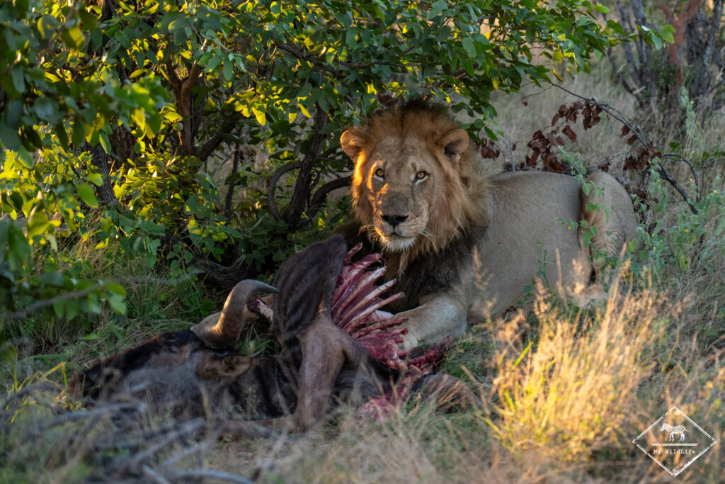 Lion, Botswana