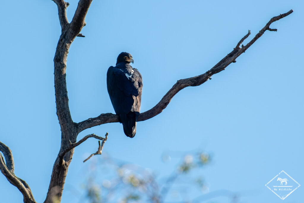Aigle de Verreaux, Botswana