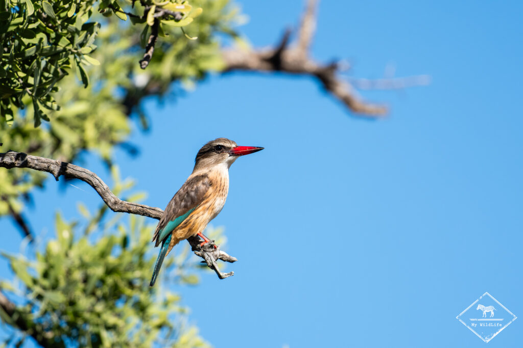 Martin-chasseur strié, Botswana