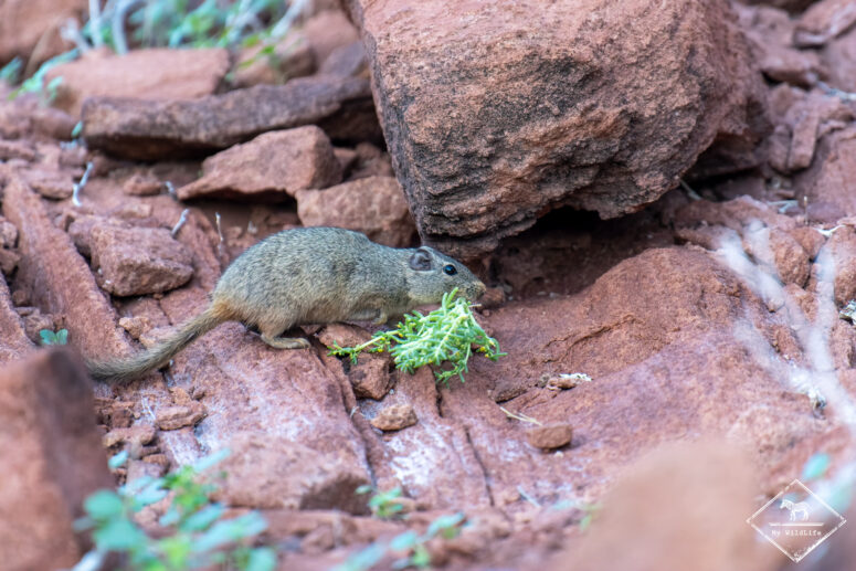 Rat des rochers, Twyfelfontein