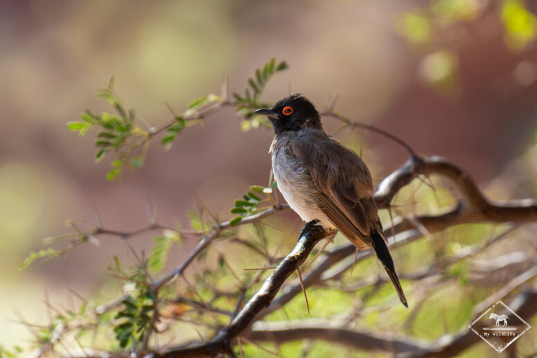 Bulbul brunoir, Twyfelfontein