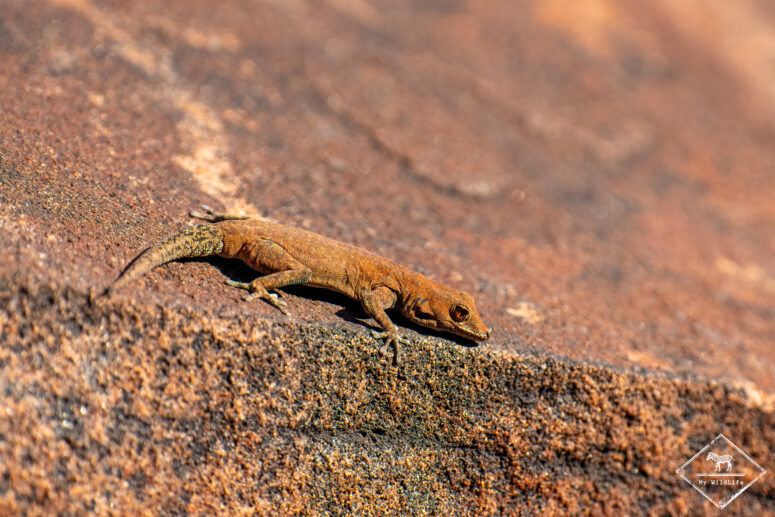 Gecko, Twyfelfontein