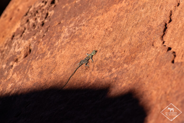 Agama, Twyfelfontein