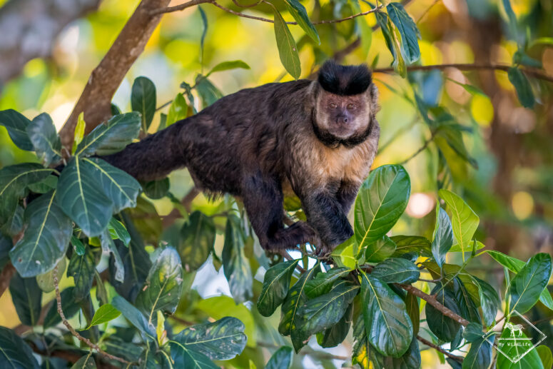 Capucin brun, Parc national Tijuca