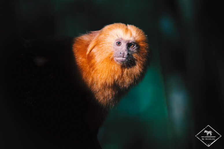 Tamarin-lion doré, voyage naturaliste au Brésil
