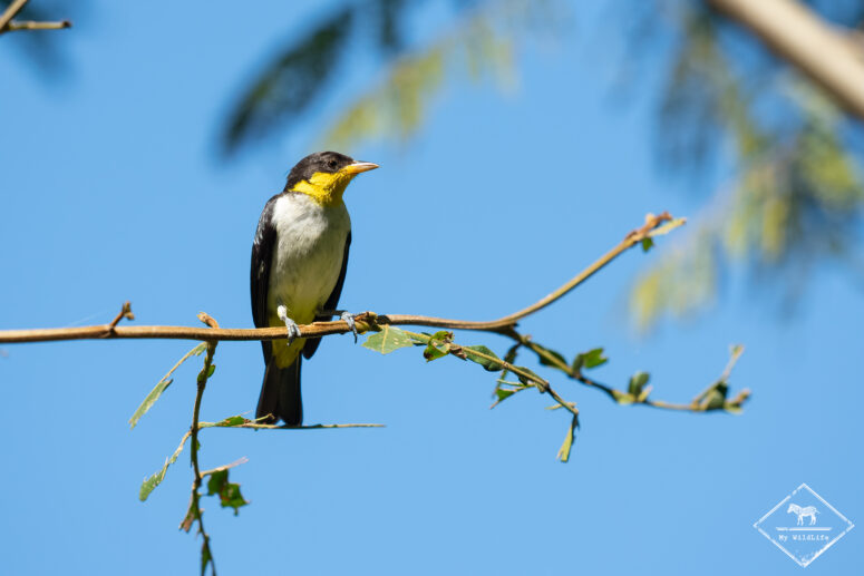Tangara à dos jaune, voyage naturaliste au Brésil
