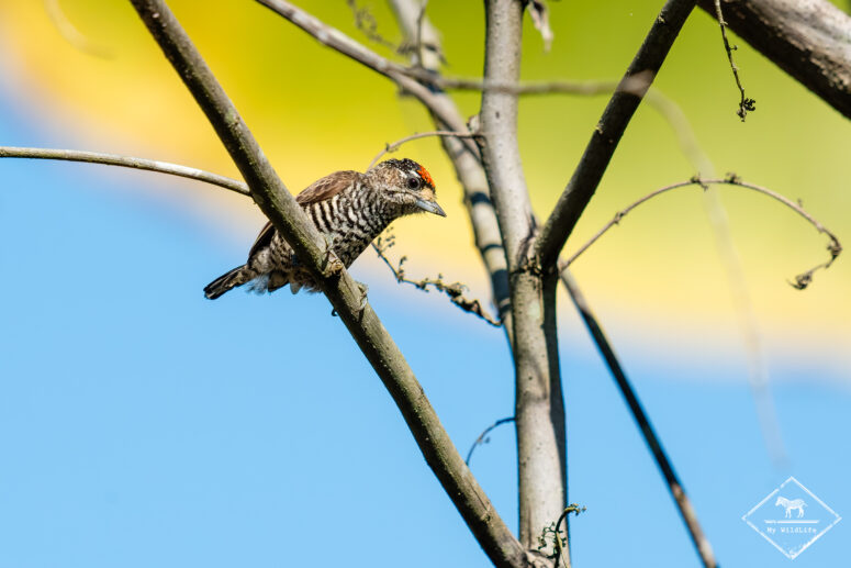 Picumne frangé, voyage naturaliste au Brésil