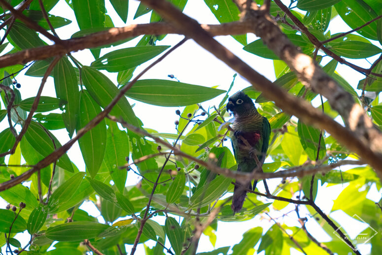 Conure de Vieillot, parc national Tijuca