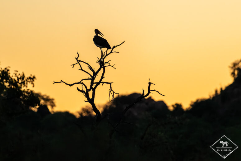 Marabout d'Afrique, Limpokwena Nature Reserve