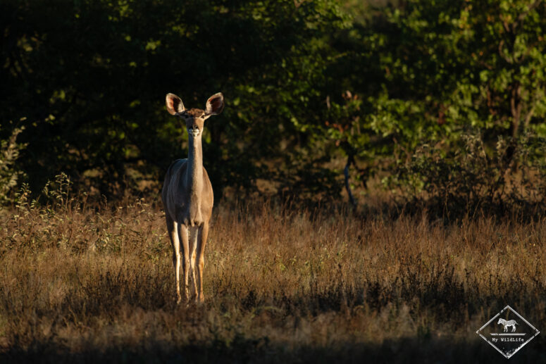 Grand koudou, Limpokwena Nature Reserve