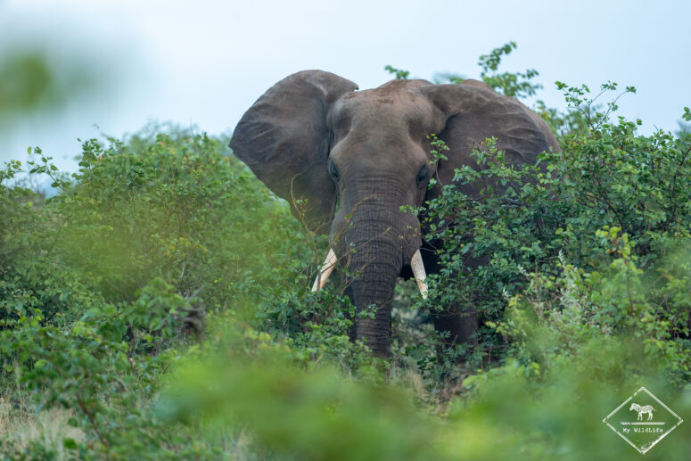 Eléphant, parc national Mapungubwe
