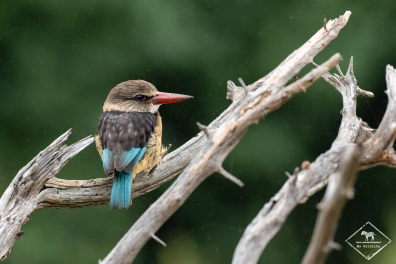 Martin-chasseur à tête brune, parc national Mapungubwe