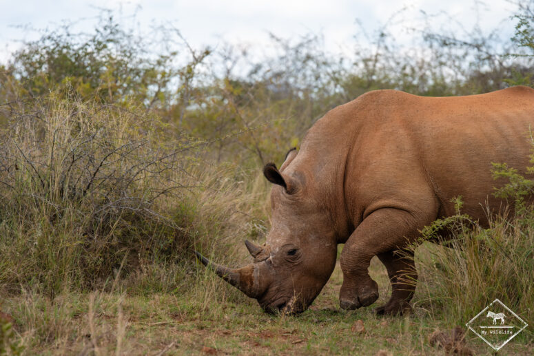 Rhinocéros blanc, Parc national Marakele